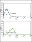 SMAD4 Antibody (C-term)